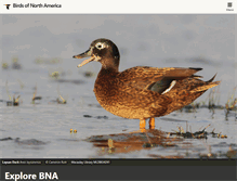 Tablet Screenshot of birdsna.org